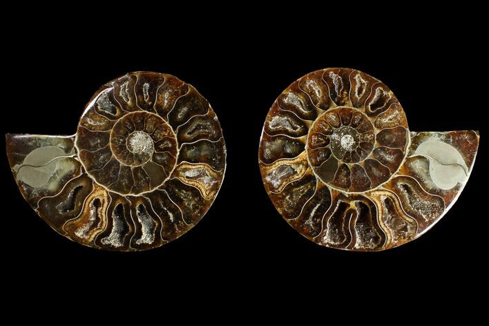 Agatized Ammonite Fossil - Crystal Filled Chambers #145933